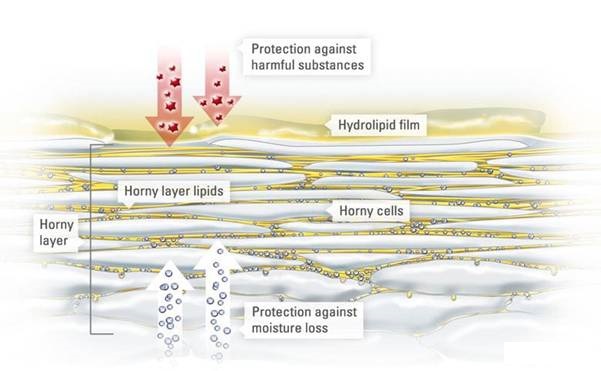 EUCERIN-INT-Skin-structure-03.jpg