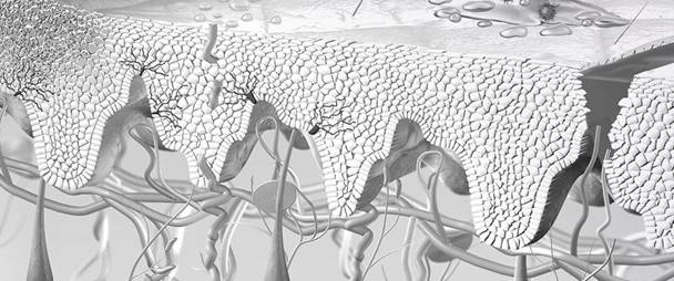 EUCERIN-INT-Skin-structure-00header.jpg
