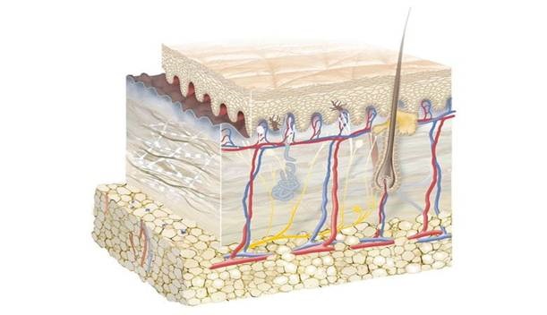 EUCERIN-INT-Skin-structure-01.jpg